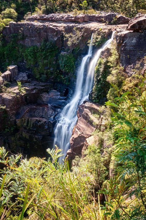 Carrington Falls, NSW, Australia,. Located in Southern Highlands in Budderro Nat , #Ad, #Southern, #Located, #Budderro, #Highlands, #Falls #ad Southern Highlands, Nsw Australia, Vintage Graphic Design, Vintage Graphics, The Valley, Vector Design, National Park, National Parks, Stock Images