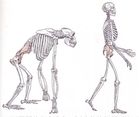 This picture represents physical/biological anthropology because it shows evolution which is a huge area studied in this sub field. Sophia Balemian-Spencer Darwin's Theory Of Evolution, Biological Anthropology, Brief History Of Humankind, Muscle Anatomy, Human Drawing, Anatomy Sketches, Anatomy Study, Natural Selection, Body Posture