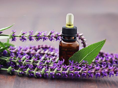 17 Surprising Benefits of Sage Essential Oil | Organic Facts Essential Oil Menstrual Cramps, Sage Benefits, Top Essential Oils, Clary Sage Oil, Clary Sage Essential Oil, Sage Oil, Sage Essential Oil, Hormone Balance, Healthy Oils