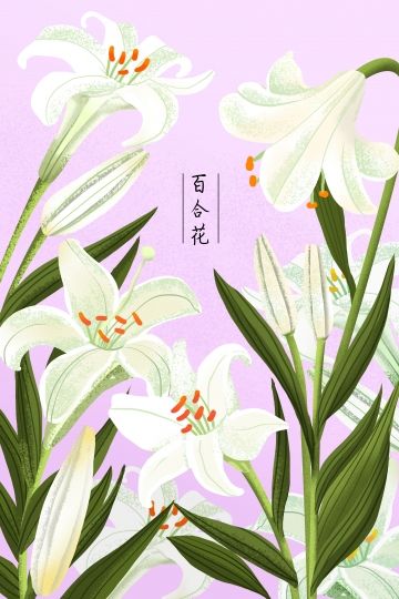 Peace Lily Illustration, Lillies Illustration, Lily Illustration Simple, Lilly Illustration, Lilies Illustration, Lily Flower Illustration, Lily Graphic Design, Lilly Illustration Flowers, Lily Flower Drawing