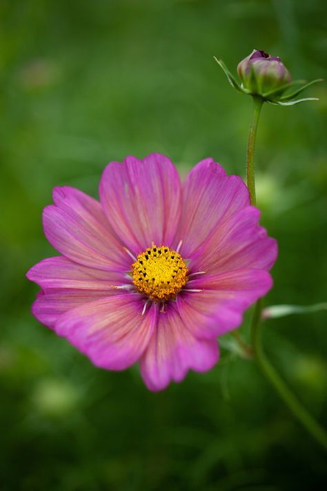 Cosmos Bipinnatus, Most Popular Flowers, Home Grown Vegetables, Seed Catalogs, Garden Greenhouse, Pollinator Garden, Hardy Perennials, Grass Seed, Home Flowers