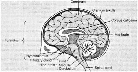 Draw a well- labelled diagram of human brain. Which is the main thinking part of brain ? - Sarthaks eConnect | Largest Online Education Community Brain Drawing And Parts, Brain Parts Drawing, Labelled Diagram Of Brain, Brain Diagram Drawing, Diagram Of The Brain, Brain Drawings, Human Brain Drawing, Part Of Brain, Mtn Logo