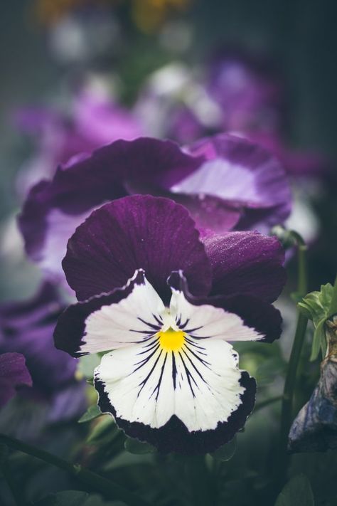 Pansy Aesthetic, Purple Pansies, Floral Aesthetic, Purple Pansy, Pansies Flowers, Aesthetic Photography, Pansies, Beautiful Flowers, Wild Flowers