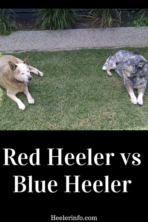 Red Heeler vs Blue Heeler – what’s the difference. Difference between a Red Heeler and Blue Heeler What colors does the Australian Cattle Dog come in? What determines an Australian Cattle Dogs color? What age does an Australian Cattle Dog puppy get their color? What breeds originally make up the Australian Cattle Dog Cattle Dog Quotes, Blue Heeler Puppy Names, Red Heeler Puppy, Red Heeler Puppies, Blue Heeler Quotes, Red Healer, Training Blue Heelers, Australian Cattle Dog Funny, Blue Heeler Puppy