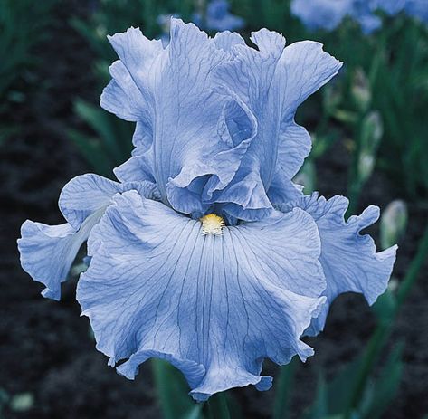 Iris Gardens, Delta Blues, Backyard Flowers, Perennial Border, Blue Plants, Fragrant Plant, Flower Guide, Iris Garden, Bouquet Arrangements