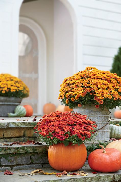 33 Creative Pumpkin Decorating Ideas For Your Front Porch | Fall mums and fall mumkins, combined into one stunning seasonal display? Catch us carving our pumpkins into DIY planters ASAP. #decorideas #homedecor #decorinspiration #southernliving #falldecor Potted Mums, Outdoor Fall Decor Ideas, Creative Pumpkin Decorating, Pumpkins And Gourds, Fall Container Gardens, Fall Gardening, Ornamental Cabbage, Fall Containers, Creative Pumpkins