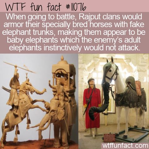 Fun Animal Facts, Weird History Facts, Fun Facts About Animals, Fake Baby, Facts Funny, Baby Elephants, History Facts Interesting, History Nerd, Mystery Of History