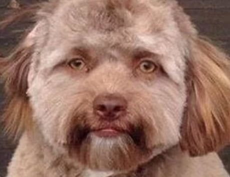 This Dog Looks Like A Middle-Aged Man, Makes People Feel Weird Deep In Their Souls on 9GAG Dog With Human Face, Scared To Sleep, Face Meme, Im Scared, Oh My God, Human Face, My God, To Sleep, Oh My