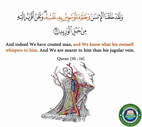 We are closer to him than his jugular vein Jugular Vein, Arabic Learn, Quran With English Translation, Islam And Science, Short Islamic Quotes, Learn Arabic Alphabet, Islamic Knowledge, Learn Arabic, Quotes Quran