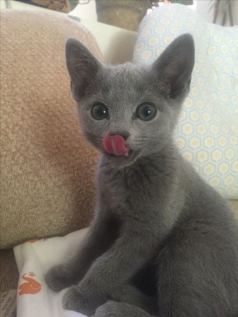 Russian Blue. Cats Russian Blue, Blue Russian Kittens, Russian Blue Cat Kittens, Blue Russian Cat, Cats Hypoallergenic, Cat Russian Blue, Cat Hypoallergenic, Russian Blues, Cat Stand