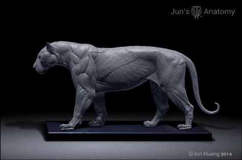 ArtStation - Tiger anatomy model, Jun Huang Tiger Anatomy, Lion Anatomy, Male Figure Drawing, Cat Anatomy, Anatomy Models, Tiger Illustration, Animal Anatomy, Human Figure Drawing, 3d Drawings