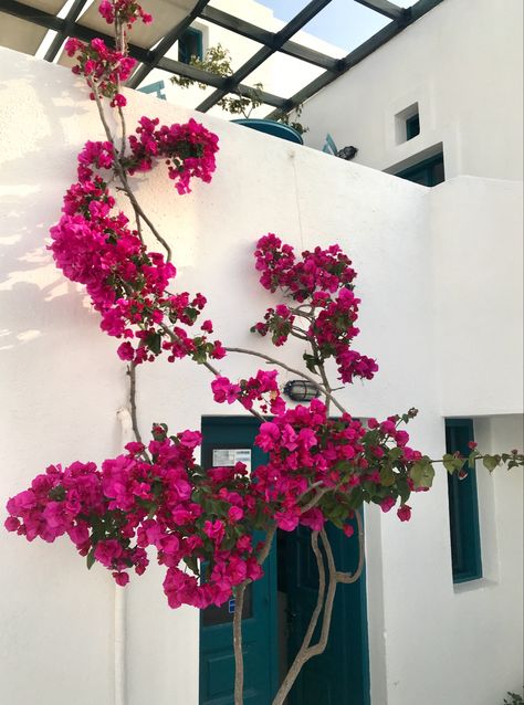 Greek flowers Santorini Mediterranean style Greek Pink Flowers, Greece Pink Flowers, Greek Garden Aesthetic, Greek Yard, Mykonos Flowers, Greek Style Garden, Grecian Decor, Grecian Garden, Flowers In Greece