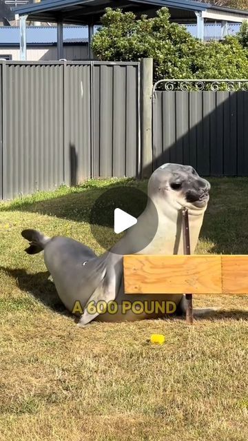 Funny Seal, Funny Seals, Silly Animal Pictures, Funny Animal Fails, Wild Animals Videos, Animal Fails, Fun Animals, Amazing Animal Pictures, Story Teller