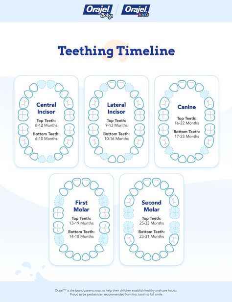 When Do Babies Start Teething: Primary Teething Chart Teeth Eruption Chart, Baby Teething Chart, Toddler Teething, Teething Chart, Teething Signs, Teeth Eruption, Baby Elmo, Teething Symptoms, Teething Toddler