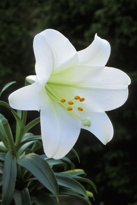 Deadly Plants, Easter Lilies, Cat Safe Plants, White Lily Flower, Humans And Animals, Types Of Herbs, Herb Gardens, Vertical Herb Garden, State Symbols