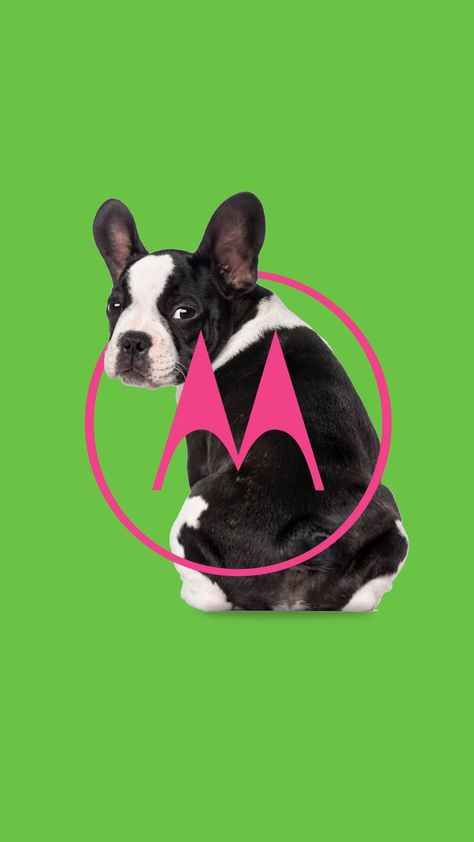 Motorola Wallpapers, Hello Moto, Steven Universe Anime, Joker Wallpapers, Live Wallpapers, Pin It, Steven Universe, Boston Terrier, Bulldog