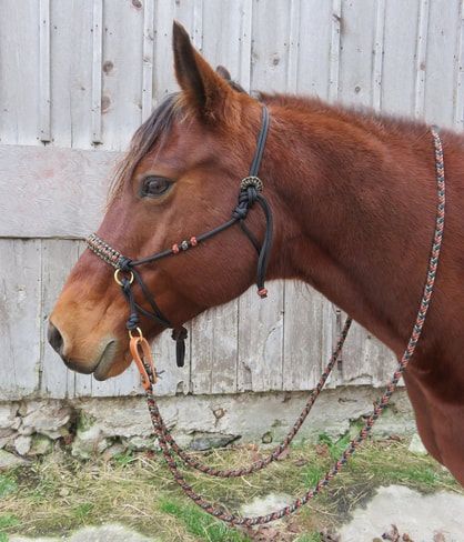 BITLESS BRIDLES / SIDE PULLS - ROPE HORSE TACK Paracord Headstall, Horse Tack Diy, Grulla Horse, Horse Braiding, Funny Horse Videos, Bitless Bridle, Horse Halters, Horse Info, Western Horse Tack