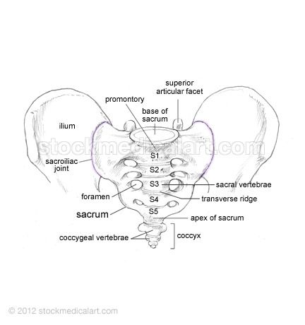 sacrum picture Intervertebral Disc, Bone Tattoo, Lumbar Spine, Bone Tattoos, Phlebotomy, Medical Anatomy, Art Library, Medical Art, Anatomy