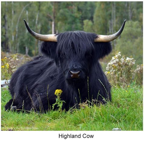 Highland Coo, Scottish Cow, Highland Cow Art, Scottish Highland Cow, Fluffy Cows, Cow Pictures, Images Kawaii, Highland Cows