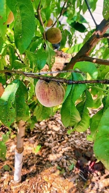 Peach Tree Care, Tall Ladder, Peach Tree, Peach Trees, Tree Care, Sweet Peach, Peaches, No More, Step By Step