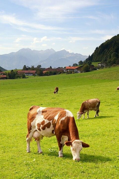 Hf Cow, Dairy Farming, Cow Photography, Country Photography, Cow Calf, Landscape Photography Nature, Bavaria Germany, Arte Animal, Cute Cows