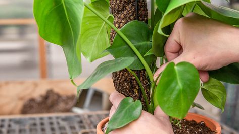 How to Train A Monstera on a Moss Totem Pole Plant Training, Rainforest Trees, Wire Trellis, Plant Ties, Pothos Plant, Rubber Tree, Totem Pole, New Roots, Monstera Plant