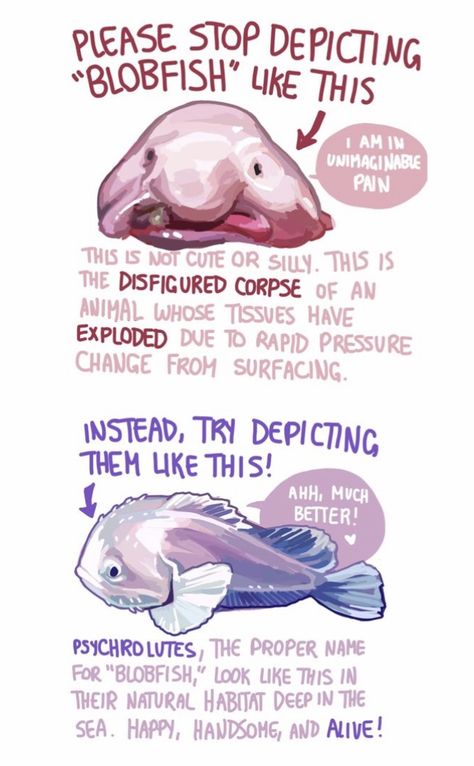 Blobfish Aesthetic, Types Of Sea Creatures, Blob Fish Drawing, Fish Reference Photo, Sea Creature Drawings, Sea Facts, Marine Life Drawing, Fish Anatomy, Oceanography Marine Biology