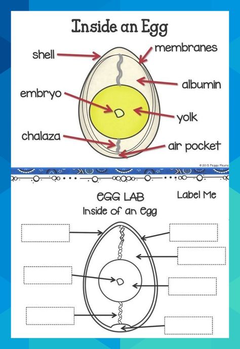 Parts Of An Egg, Chicken Activities, Agriculture Education Classroom, Agriculture Classroom, Chicken Hatching, Chicken Life Cycle, Classroom Pets, Life Cycles Activities, First Second Third