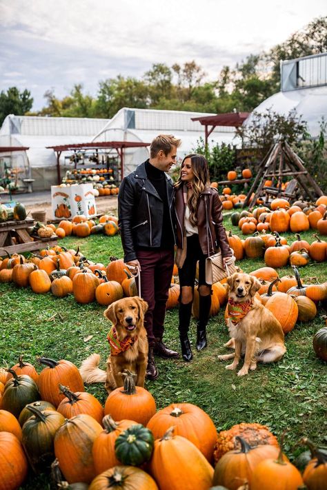 In need of outfit ideas for fall family photos? Fashion blogger mia mia mine share cute couples outfits with her husband phil thompson at a pumpkin patch in stillwater minnesota. Click through to see more pumpkin patch photo shoot ideas, matching couples outfits, family photos with dogs and more. #fallphotos #couplegoals #cutecouples Family Dog Photos, Maria Vizuete, Family Photo Outfits Winter, Pumpkin Patch Photoshoot, Pumpkin Patch Pictures, Mia Mia Mine, Dog Pumpkin, Fall Family Photo Outfits, Mia Mia