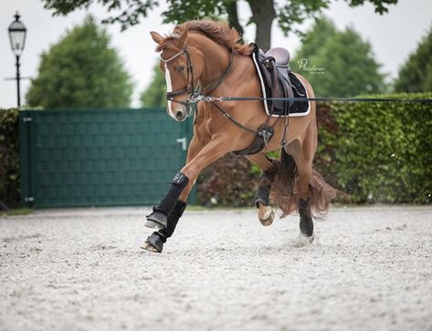 Lunging Horse, Warmblood Horses, Equestrian Aesthetic, Equestrian Problems, Horse Camp, Horse Boarding, Horse Aesthetic, Chestnut Horse, Horse Drawings