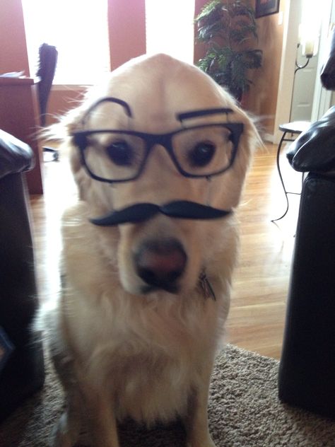 Golden Photoshop Challenge, Pictures Of Pets, Dog With Glasses, 2013 Swag Era, Silly Dogs, Wearing Glasses, Silly Animals, Pictures Funny, Silly Pictures