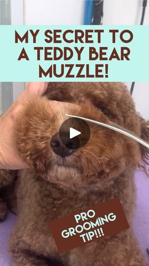 Doodle Sanitary Trim, Teddy Bear Grooming Styles, Teddy Bear Face Dog Grooming, Grooming A Goldendoodle, Diy Dog Grooming Hammock, Teddy Bear Cut Goldendoodle, Teddy Bear Haircut, Japanese Dog Grooming, Poodle Teddy Bear Cut