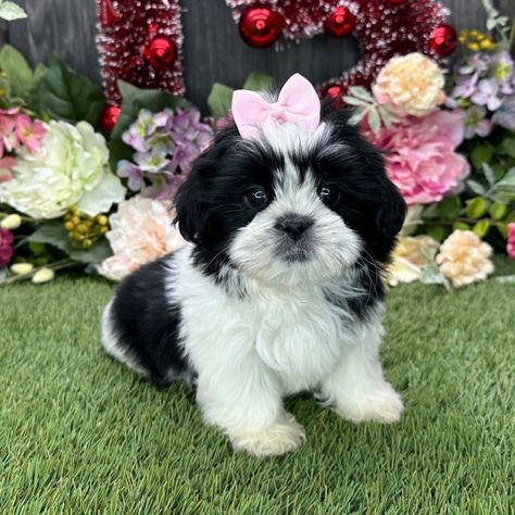 Amy, a Black & White Female Shih Tzu Puppy 753648 | PuppySpot Black Maltipoo, Maltipoo Puppy, Shih Tzu Puppy, Shih Tzus, Going Home, New Puppy, Puppies For Sale, Shih Tzu, Mans Best Friend