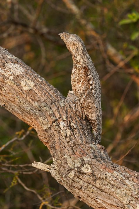 These Amazing Images Show How Good Bird Camouflage Can Be | Audubon Camouflage Animals, Great Potoo, Willow Ptarmigan, Western Screech Owl, Nice Animals, Animal Studies, Bird Facts, Nocturnal Birds, Cute Animal Memes