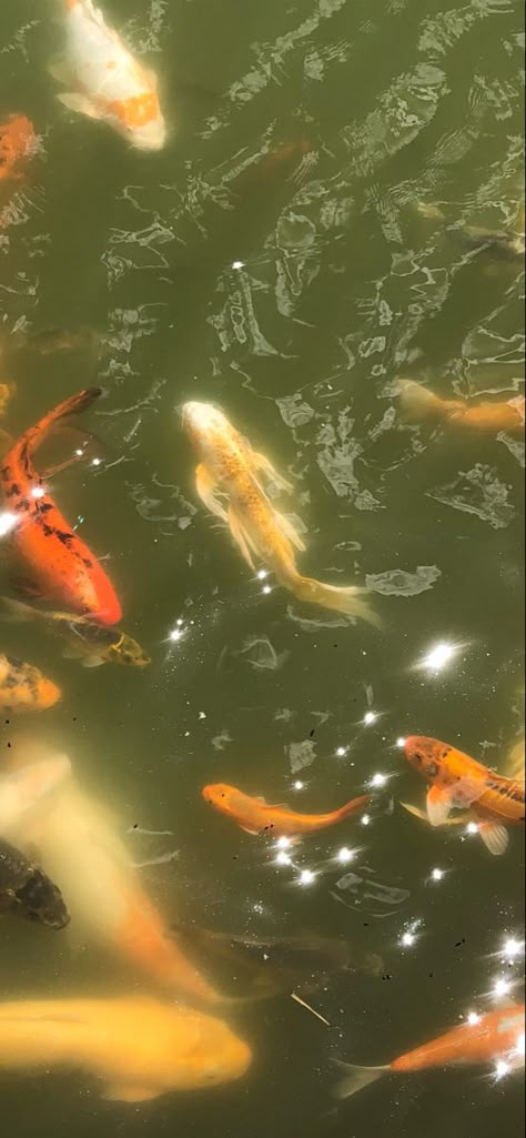 Cute Koi Fish Wallpaper, Wallpaper Backgrounds Fish, Koi Fish Phone Wallpaper, Aesthetic Koi Fish Wallpaper, Koi Wallpaper Iphone, Wallpaper Iphone Fish, Koi Widget, Light Feminine Aesthetic Wallpaper, Wallpaper Backgrounds Japan