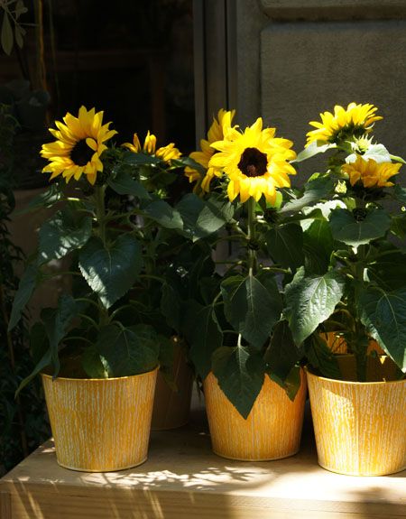 Expert Tips for Growing Sunflowers in Pots Sunflowers In Pots, Leaf Footed Bug, Potted Sunflowers, Growing Sunflowers, Vegetable Garden Planner, Stink Bugs, Plant Diseases, Beneficial Insects, How To Grow Taller