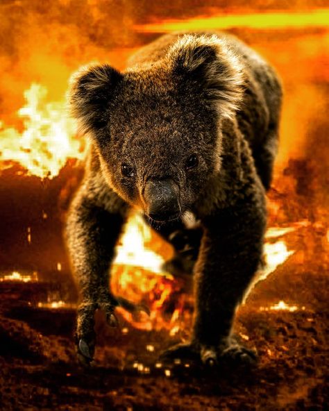 Koalas Shop on Instagram: “Koala population faces immediate threat of extinction after Australia bushfires, between 5,000 - 10,000 koalas were killed 💔” Australia Bushfire, Environmental Biology, Australian Bushfires, Bushfires In Australia, Koala Bears, Collage Art Projects, Bee Garden, Koala Bear, Brown Bear