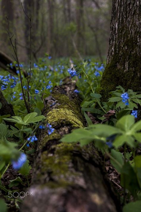 Virginia Bluebell Forest - Poland Forest, Ohio Poland Forest, Bluebell Forest, Virginia Bluebells, Fallen Tree, Forest Photography, Magical Forest, Alam Yang Indah, Nature Aesthetic, Enchanted Forest