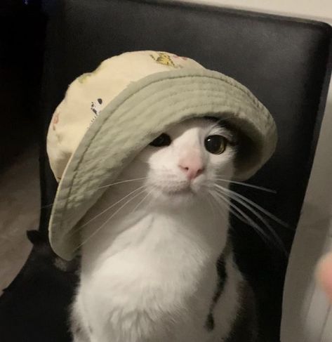 Cat With Hat, Cute Beagles, Summer Suit, Silly Cats Pictures, Cat Icon, Silly Animals, Cat Aesthetic, Funny Cute Cats, Silly Cats