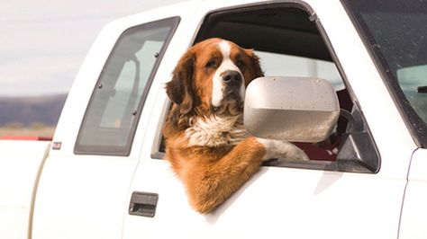 This dog chilling while enjoying the landscape. | Community Post: 24 Animals Who Went Out For A Ride