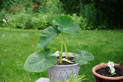 From watering to overwintering, this is everything you need to know about growing elephant ears in pots outdoors. Elephant Ears In Pots, Growing Elephant Ears, Raised Bed Layout, Cilantro Seeds, Harvesting Garlic, Square Foot Garden, Raised Garden Bed Plans, Sage Plant, Succession Planting