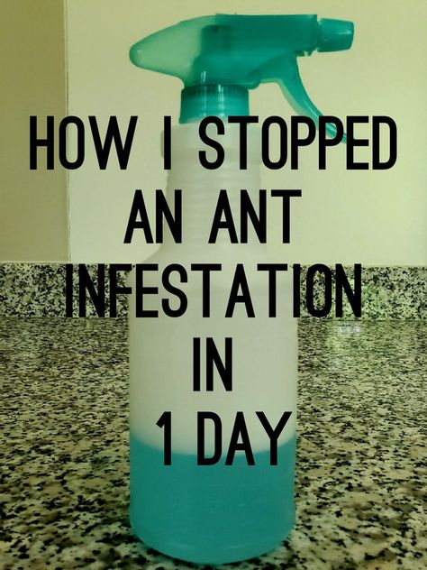 Ant Killer Recipe, Homemade Ant Killer, Diy Bug Repellent, Ant Spray, Ant Repellent, Bug Spray Recipe, Ants In House, Ant Infestation, Kill Bugs