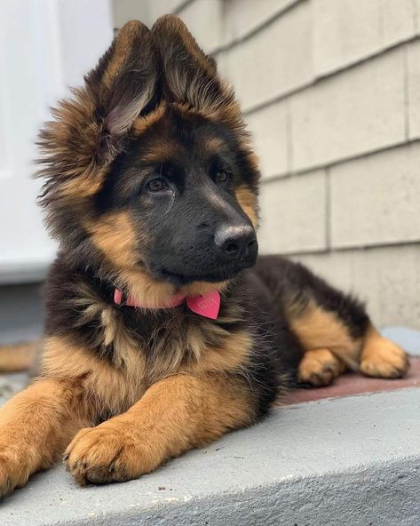 #puppy #German_shepherd_puppy #dogs #cute_puppies #cute_dogs #dogs_and_puppies German Shepherd, Black