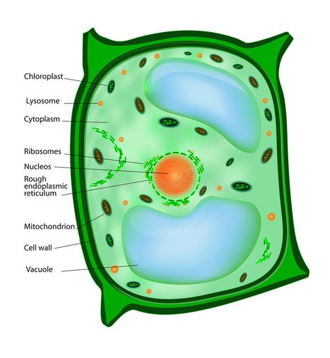 Plant cell. Structure of a vegetal cell , #Ad, #cell, #Plant, #vegetal, #Structure #ad Biology Help, Cell Definition, Plant Cell Structure, Cell Theory, Basement Playroom, Animal Cell, Cell Structure, Cell Biology, Plant Cell