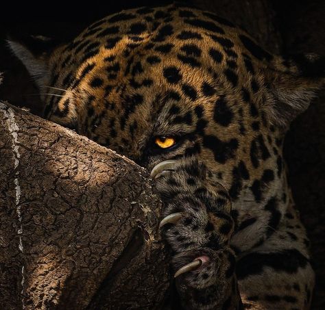 Jaguar,yaguarete, Selva, Big cat, Animal, Naturaleza Big Cat Aesthetic, Jaguar Aesthetic, Aesthetic Types, Spirit Animal Art, Big Cats Art, Mythical Animal, Ap Art, Dope Art, Cat Aesthetic