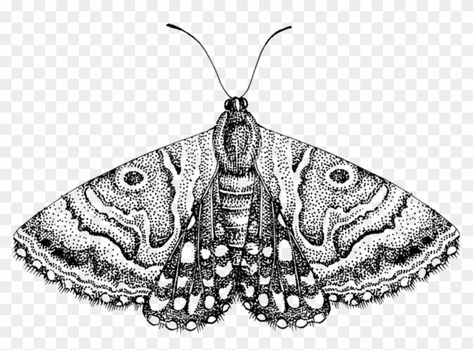 Black And White Png, Moth Png, Moth Black Background, Moth Clipart, Moth White Background, Gothic Moth Drawing, Moths Black And White, Black And White Moth Drawing, Black And White Moth