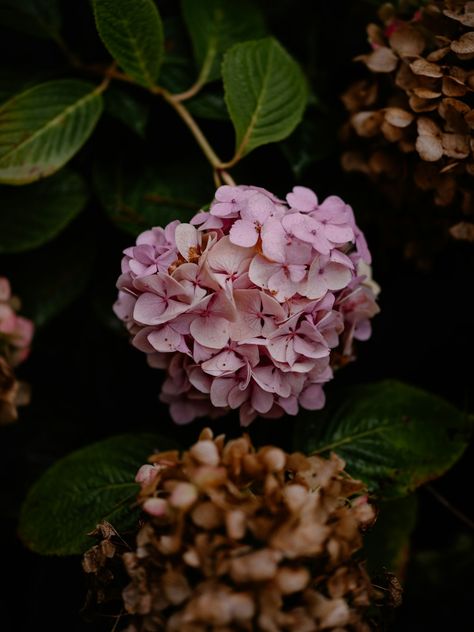 Photo by Annie Spratt on Unsplash Pantone Flower, Annie Spratt, Hd Pink Wallpapers, Rose Images, Leaf Background, Hydrangea Flower, Pictures Images, Flower Images, Pink Wallpaper