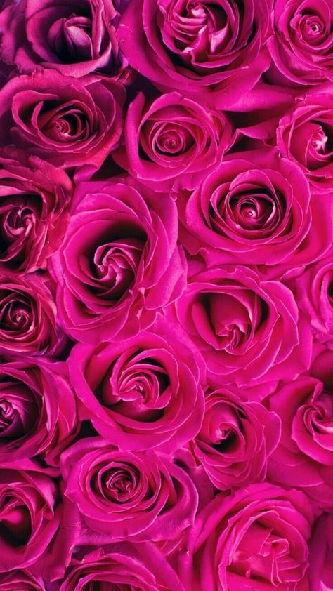 Wallpaper Mawar, Hot Pink Aesthetic, Pink Roses Background, Roses Background, Pink Rose Tattoos, Hot Pink Wallpaper, Pink Rose Bouquet, Hot Pink Roses, Rose Background