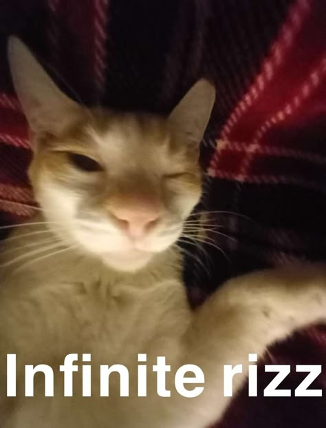 Cat Cato orange cat infinite rizz that's it W Rizz Cats, Cat W Rizz, W Rizz Names, W Rizz Aesthetic, Cat Rizz Photo, Funny Hello Memes, Rizz Reaction Pic, Cat Icons Funny, Rizz Aesthetic