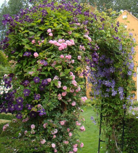 Planting Companions, Ombra Pergola, Tiny Backyard, Cottage Garden Plants, Garden Arches, Climbing Vines, Romantic Garden, Garden Gate, Climbing Roses